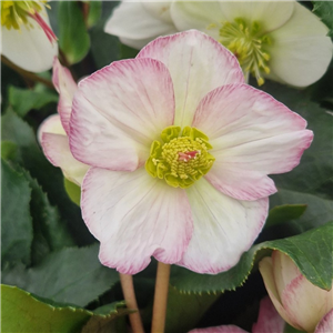 Helleborus Gold Collection 'Ice 'N Roses Picotee'